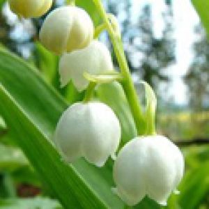 Flores de Lirio de los Valles