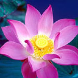 Hermosa flor de loto rosa