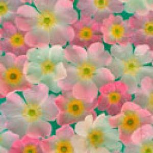 Fondo Floral Colorido