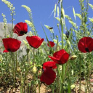 Amapolas Rojas Vibrantes en la Naturaleza