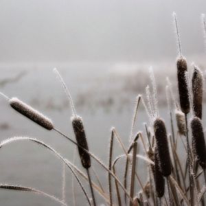 Juncos helados en invierno