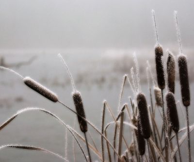 Juncos helados en invierno