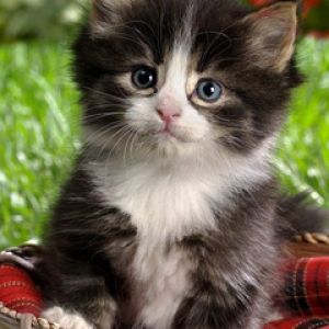 Gatito Adorable en una Canasta