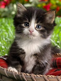 Gatito Adorable en una Canasta