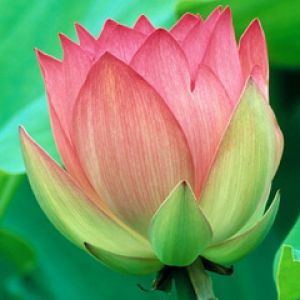 Hermosa flor de loto rosa