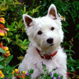 Perro Blanco Bonito entre Flores