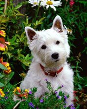 Perro Blanco Bonito entre Flores