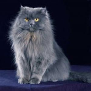 Gato Gris Esponjoso