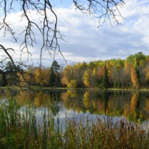 Reflejos de Otoño en un Lago