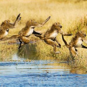 Babuinos Saltando sobre el Agua
