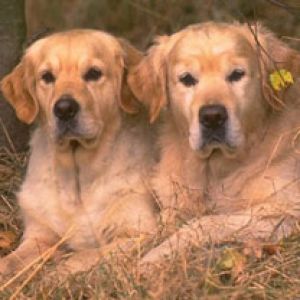 Golden Retrievers Relajándose