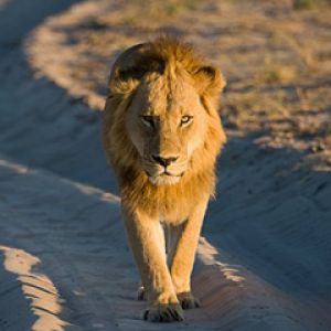 León Majestuoso Caminando