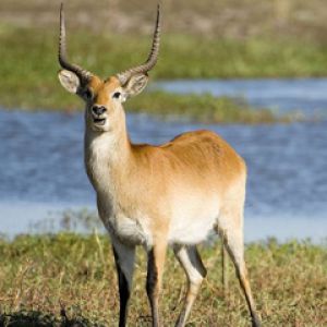 Antílope Majestuoso en la Naturaleza