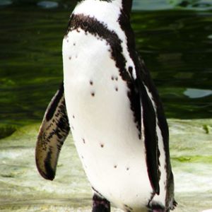 Pingüino Humboldt