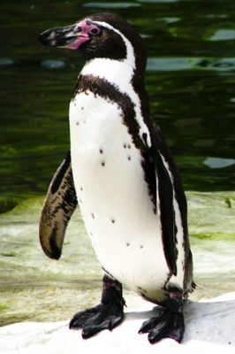 Pingüino Humboldt