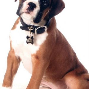 Cachorro Boxer Adorable