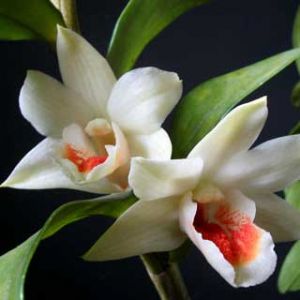 Orquídeas Blancas Elegantes