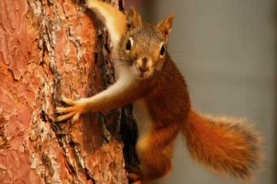 Ardilla Escalando un Árbol