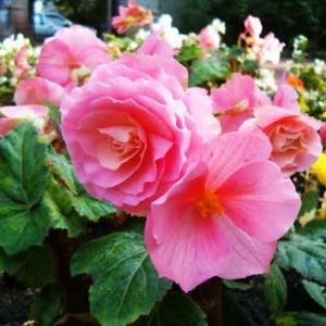 Hermosas Begonias Rosadas