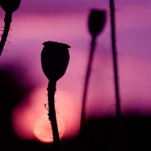 Flores Silueteadas al Atardecer