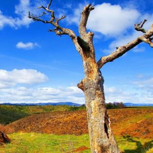 Árbol Solitario en la Naturaleza