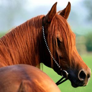 Hermoso Caballo Castaño