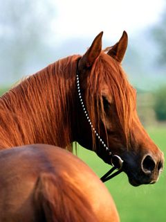 Hermoso Caballo Castaño