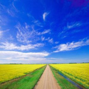 Cielo Azul Vibrante y Campos Amarillos