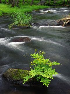 Paisaje de Río Sereno
