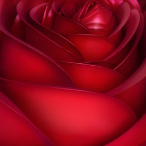 Hermosa Rosa Roja