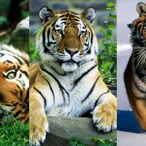 Tigres Majestuosos en la Naturaleza
