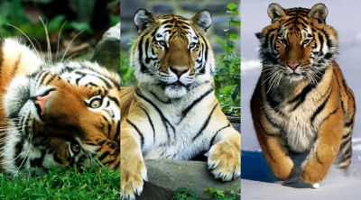 Tigres Majestuosos en la Naturaleza