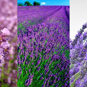 Campos de Lavanda en Flor