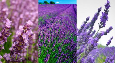 Campos de Lavanda en Flor