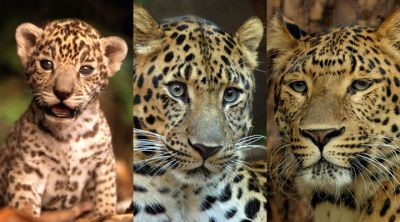 Retratos de Leopardo