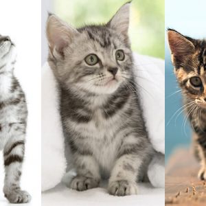 Gatitos Adorables