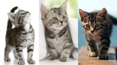 Gatitos Adorables