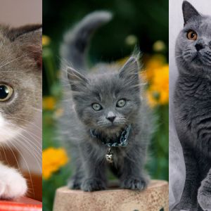 Gatos Grises Adorables
