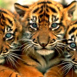 Cachorros de Tigre Adorables