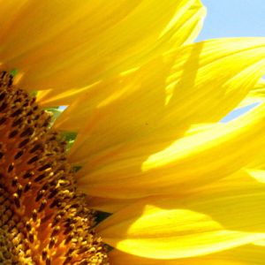 Acercamiento de Girasol Vibrante