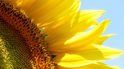 Acercamiento de Girasol Vibrante
