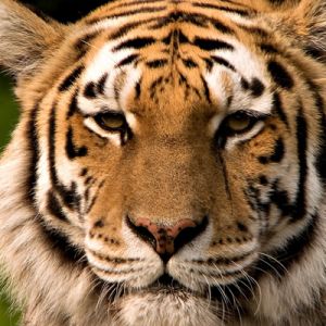 Tigre Majestuoso en Primer Plano