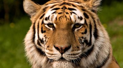 Tigre Majestuoso en Primer Plano