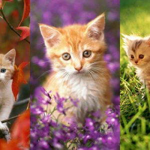 Gatitos Lindos en la Naturaleza