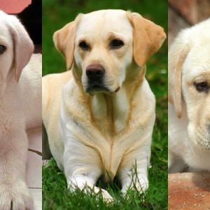 Adorables Cachorros de Labrador