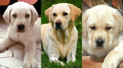 Adorables Cachorros de Labrador
