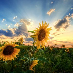 Campo de girasoles al atardecer