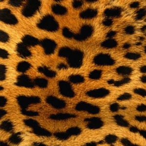 Patrón de Leopardo