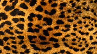 Patrón de Leopardo