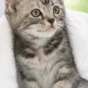 Gatito Adorable Bajo la Manta